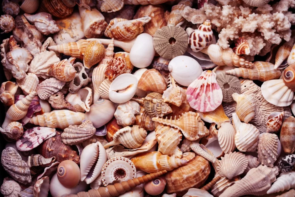 a-lot-of-different-empty-sea-shells