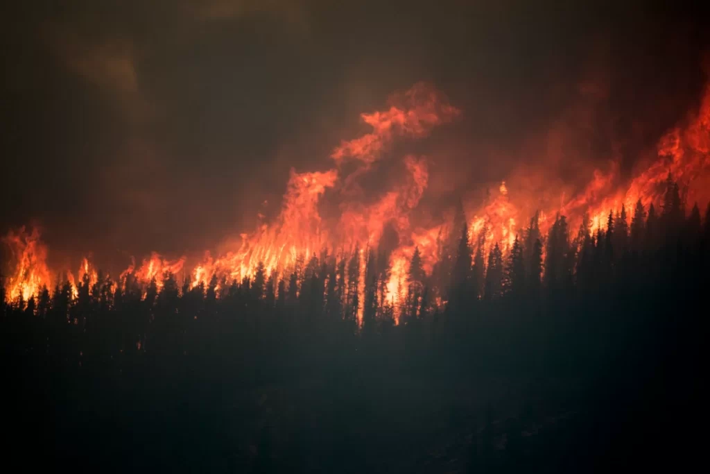 forest-fire