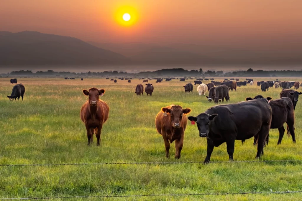 beautiful-shot-of-a-herd-of-cows-grazing