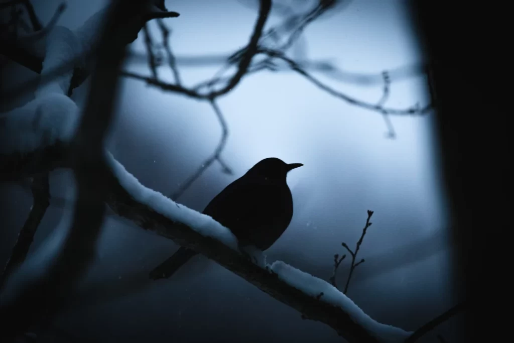black-bird-perched-on-snowy-tree-branch-at-night